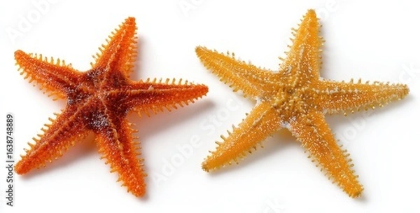 Fototapeta Two starfish, one orange, one yellow, on white background