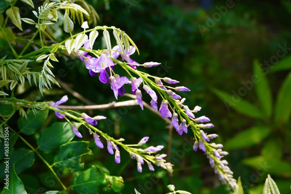 Obraz Wisteria Blossoms with Fresh Green Leaves in Early Summer