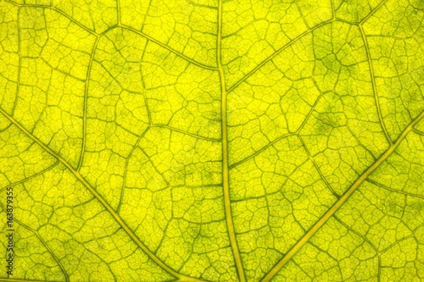 Obraz Leaf Texture./ Leaf Texture. 