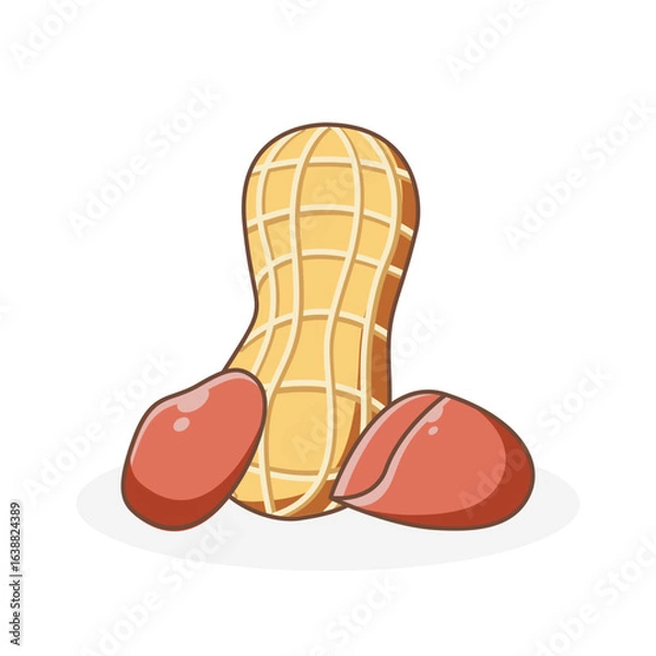 Fototapeta Vector illustration of peanut or arachis hypogaea designed in simple flat cartoon style, isolated on white background.