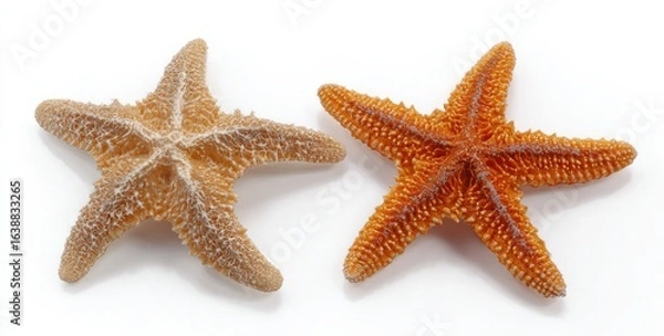 Fototapeta Two starfish, light orange and a pale tan, against a white background