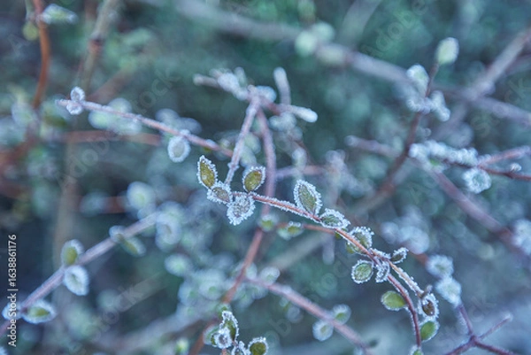 Fototapeta Winter Frost
