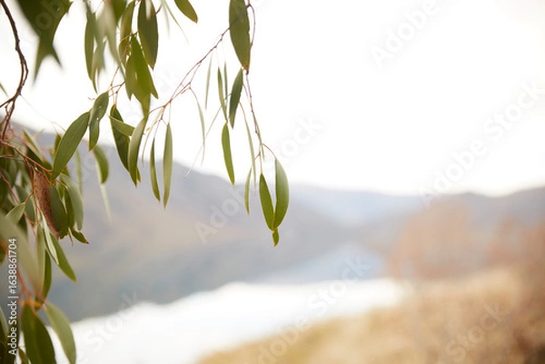 Fototapeta Gum tree leaf eucalyptus over mountains backdrop with soft focus 