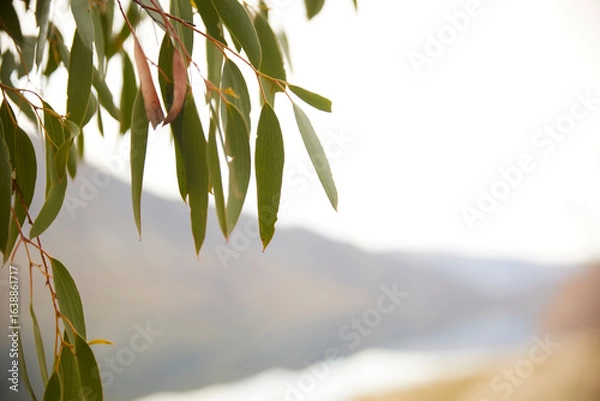 Fototapeta Gum tree leaf eucalyptus over mountains backdrop with soft focus 
