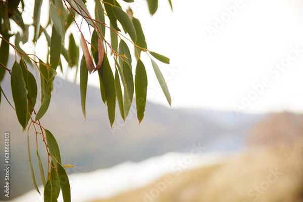 Fototapeta Gum tree leaf eucalyptus over mountains backdrop with soft focus 