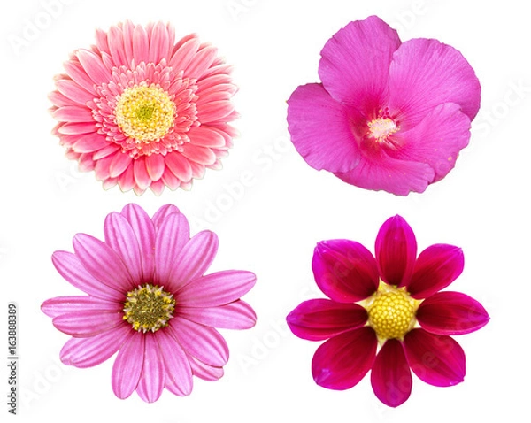 Fototapeta collection pink flower isolated on white background