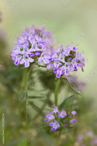 Fototapeta Blühender Thymian (Thymus vulgaris)