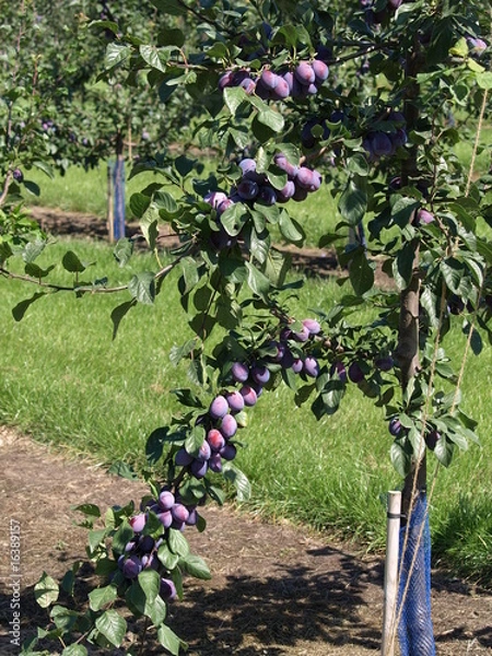 Obraz Erntereife Pflaumen