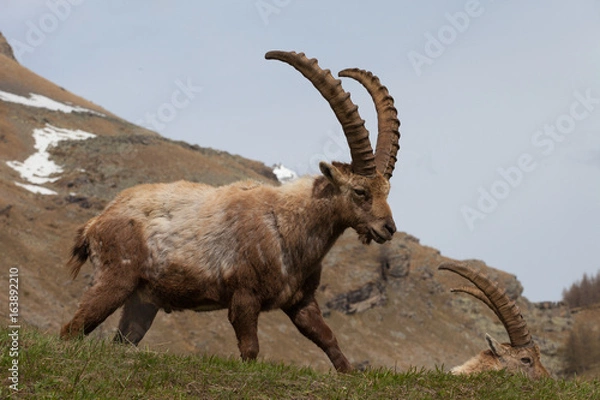 Fototapeta Stambecchi