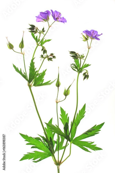 Obraz Wiesen-Storchschnabel (Geranium pratense)