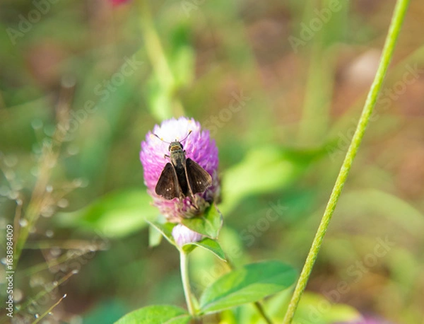 Obraz butterfly on a flower
