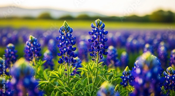 Obraz Vibrant Bluebonnet Field in Soft Golden Light with Dreamy Bokeh