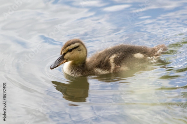Fototapeta Duckling in the lake