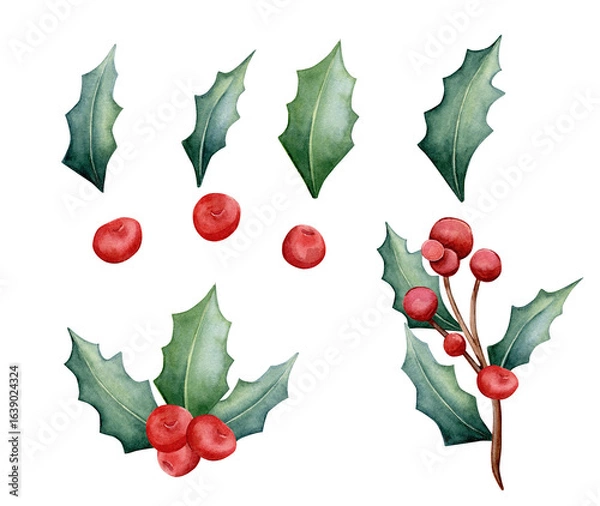Fototapeta Set of watercolor illustrations. Hand drawn different types of holly, leaves, twigs, red berries isolated on white background. Clipart, botanical illustration.