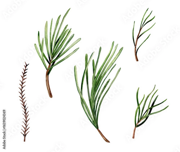 Fototapeta Watercolor illustration set. Hand drawn different types of fir and spruce branches isolated on white background. Clipart, botanical illustration.