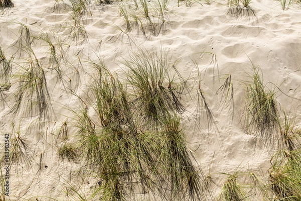 Obraz Sandy Beach With Grass Weeds