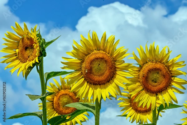 Obraz ヒマワリの花（Sunflower）