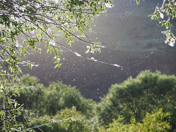 Obraz Pollen flying in the air