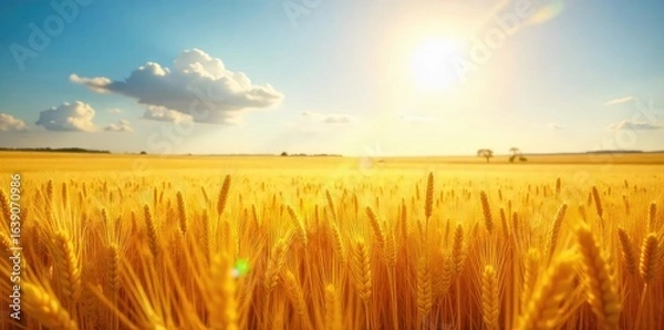 Fototapeta Golden wheat field shimmering under a sunny sky, displaying a rich, vibrant yellow hue Perfect for autumn, harvest, or nature themes , sky, beautiful