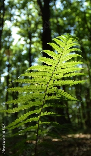 Obraz Leśne paprocie