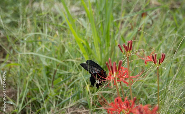 Obraz 田んぼに咲く彼岸花と舞うアゲハ蝶