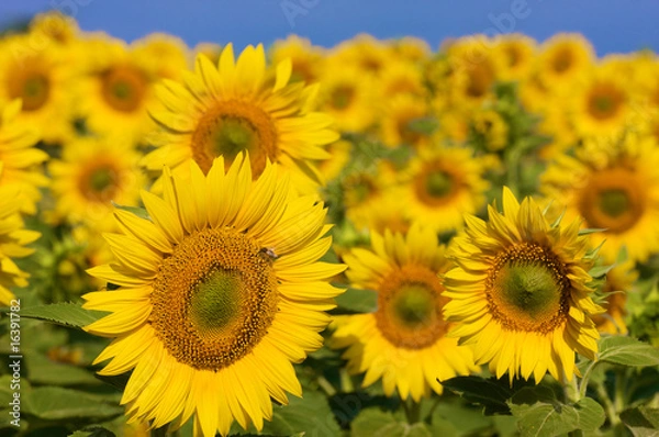 Obraz Sunflower field