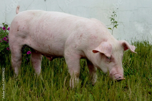 Obraz Granja de suínos