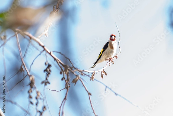 Fototapeta Goldfinch perched on a willow branch with leaves against a blue sky in summer