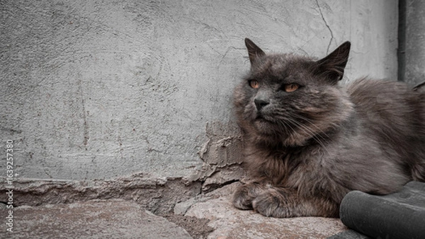 Fototapeta cat on the wall