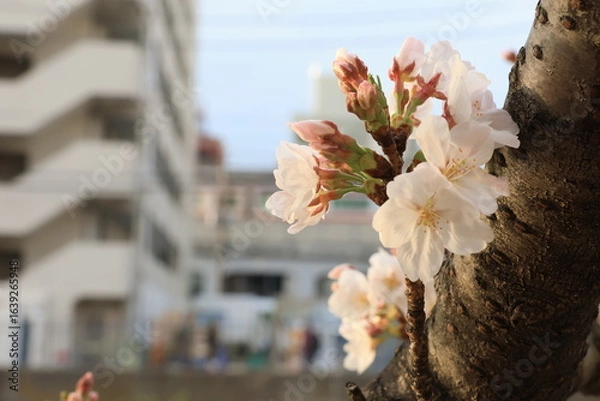 Obraz 横浜 大岡川沿いの桜の開花
