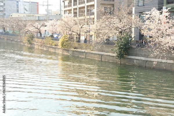 Fototapeta 横浜 大岡川沿いの桜の開花