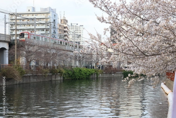 Obraz 横浜 大岡川沿いの桜の開花