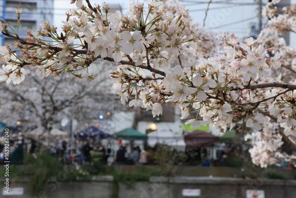 Fototapeta 横浜 大岡川沿いの桜の開花