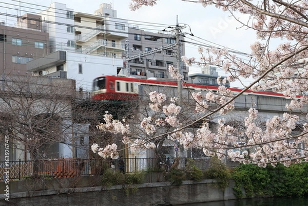 Fototapeta 横浜 大岡川沿いの桜の開花