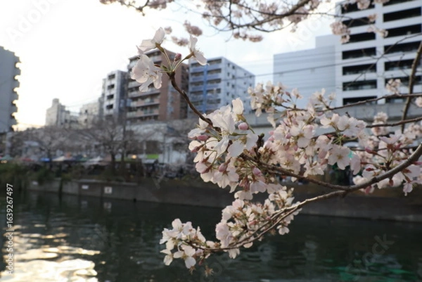 Fototapeta 横浜 大岡川沿いの桜の開花