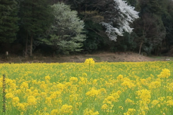 Obraz 追分市民の森の菜の花畑　横浜市旭区