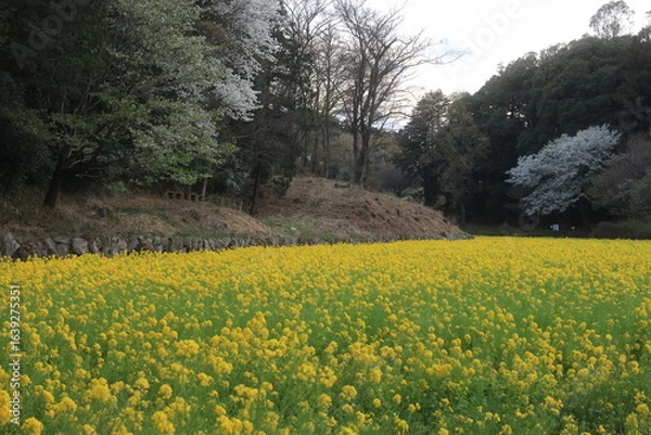 Fototapeta 追分市民の森の菜の花畑　横浜市旭区