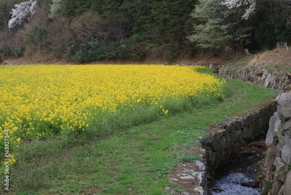 Fototapeta 追分市民の森の菜の花畑　横浜市旭区