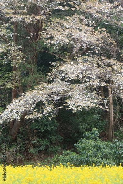 Fototapeta 追分市民の森の菜の花畑　横浜市旭区