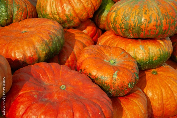 Fototapeta Colorful flat, round pumpkins with unique green and orange color patterns. Ideal for harvest festivals, fall marketing, and farm-to-table content