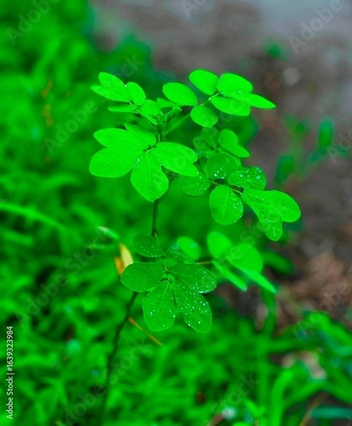 Fototapeta Close-up of vibrant green leaves with water droplets, captured in a lush, outdoor environment with soft natural lighting.