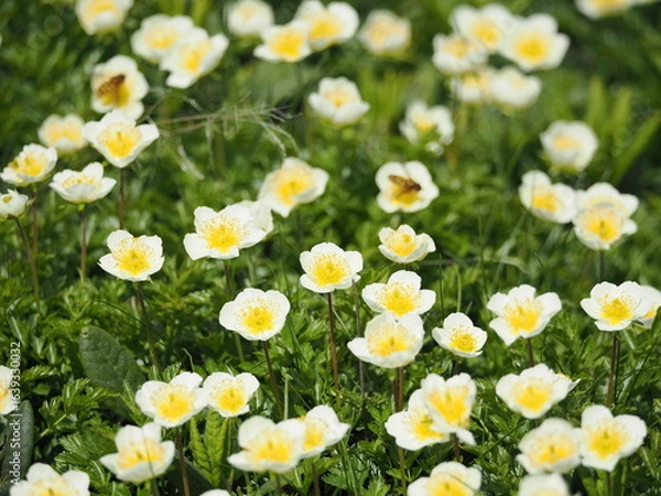 Obraz 高山植物のチングルマの花