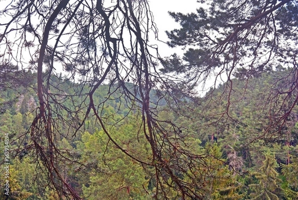 Fototapeta View across a entanglement of branches in a forest area in protected natural reserve Prachov rocks in Czech republic.