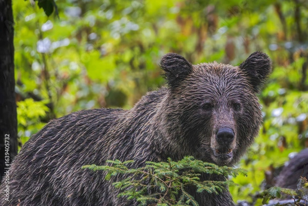 Obraz Slovenian brown bear portrait