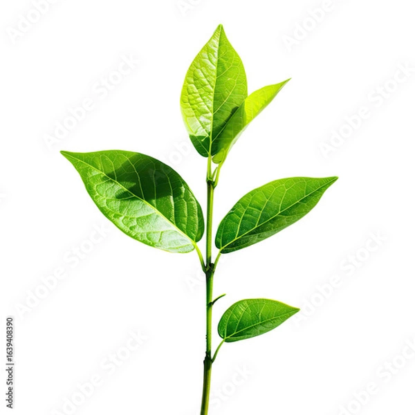 Fototapeta Green sprout growth, sunlight, black background, new life, nature imagery