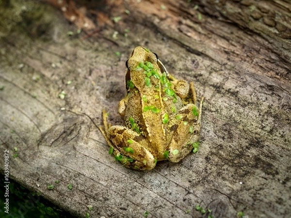 Obraz Frog with pond weed on wood