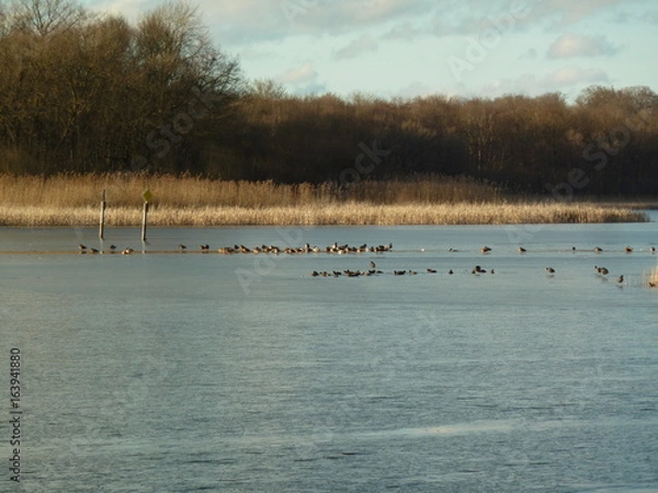 Obraz Étang de Langatte