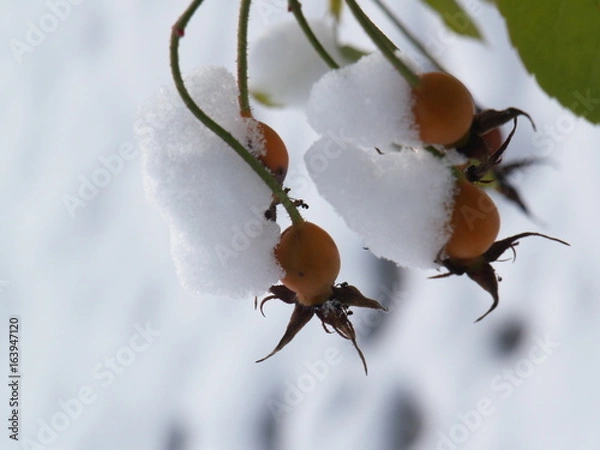 Fototapeta Ice crystal leaf fruit frost winter plant