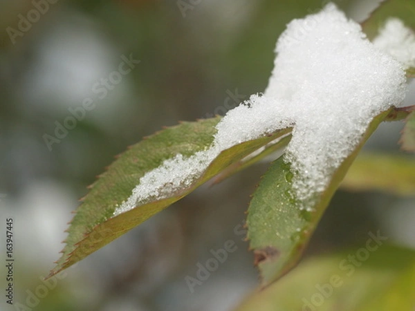 Fototapeta Ice crystal leaf fruit frost winter plant