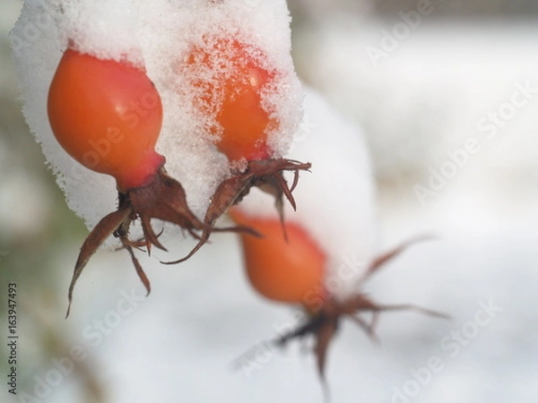 Fototapeta Ice crystal leaf fruit frost winter plant